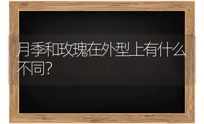 空蒙月季花的特征？ | 绿植常识