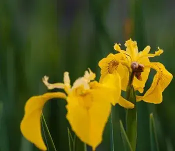 黄色鸢尾花的花语