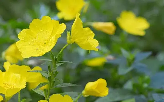 月见草花语，怎样栽培月见草