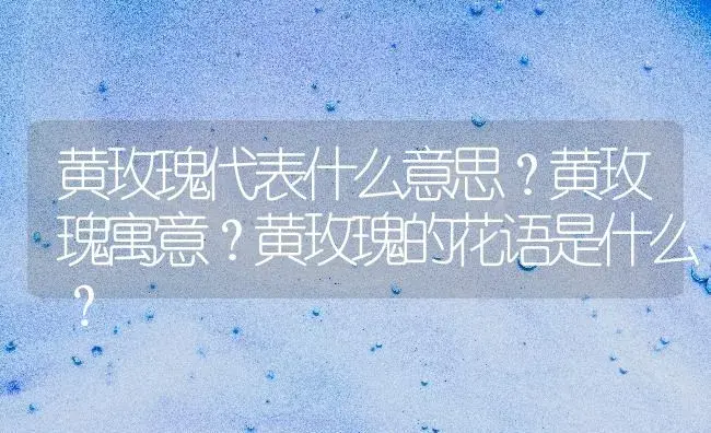 黄玫瑰代表什么意思？黄玫瑰寓意？黄玫瑰的花语是什么？ | 绿植常识