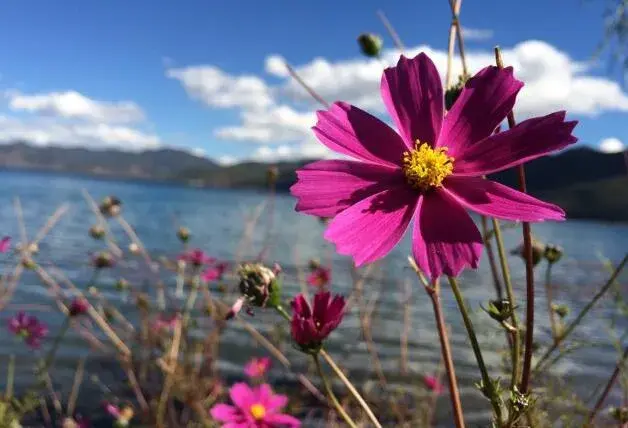 格桑花的花语，格桑花怎么种