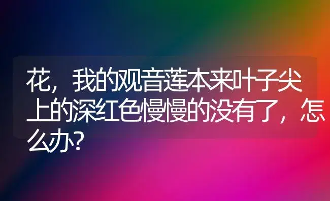 花,我的观音莲本来叶子尖上的深红色慢慢的没有了,怎么办？ | 多肉养殖