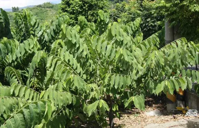 释迦果栽培技术