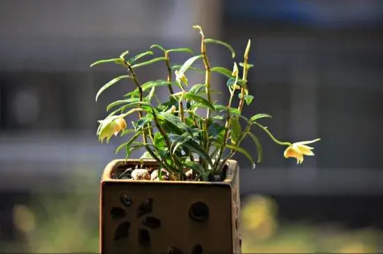 石斛什么时候开花，石斛花期有多长/5月开花花语是祝福