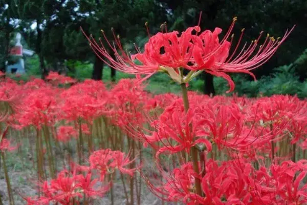 红色彼岸花的花语是什么