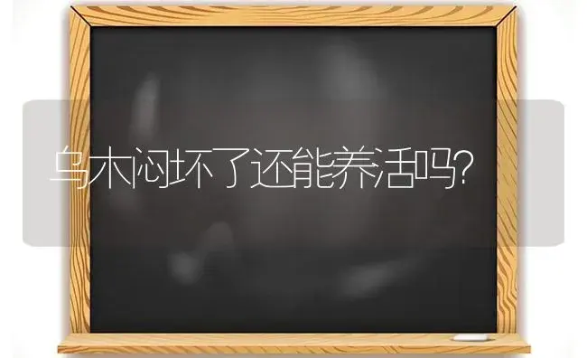 乌木闷坏了还能养活吗？ | 多肉养殖