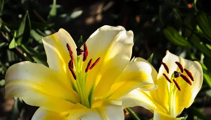 百合的花语是什么 百合的花语是啥