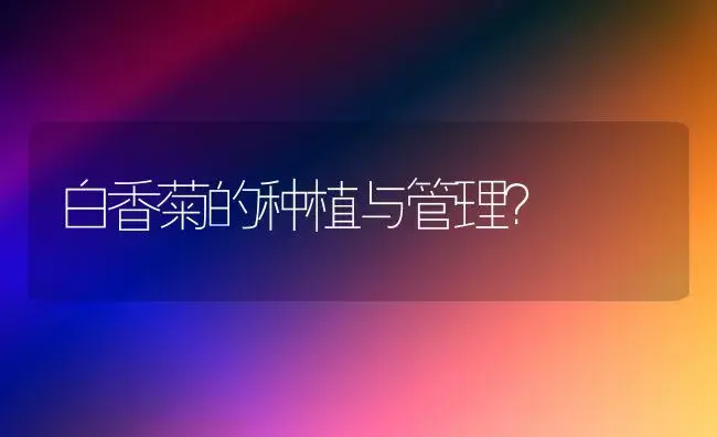 白香菊的种植与管理？ | 多肉养殖
