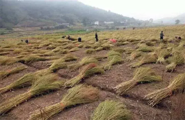 地肤子的栽培技术