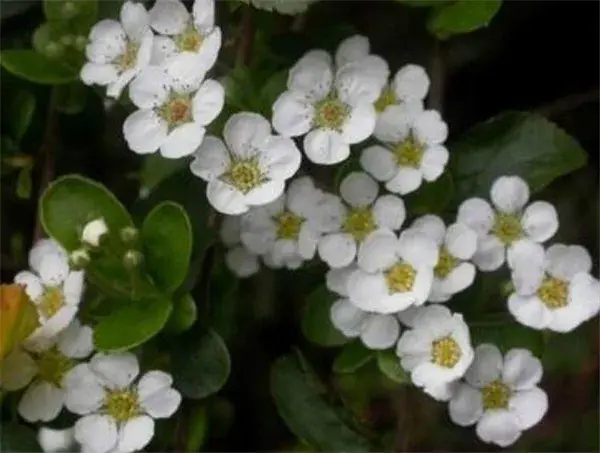 笑靥花花期花语 笑靥花怎么养