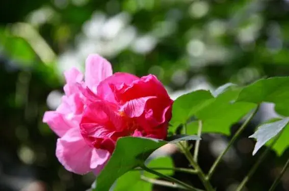 芙蓉花什么时候开，芙蓉花的花语是什么/纯洁