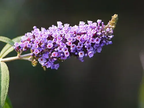 盆景知识 | 醉鱼草有毒吗？可以盆栽吗？