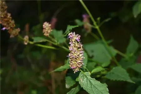 藿香的花语和传说有哪些？