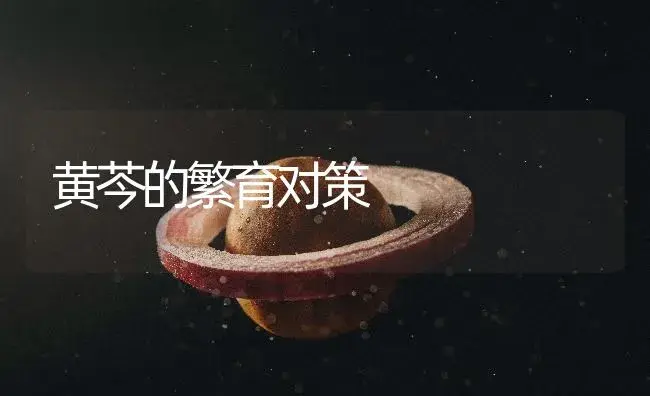 黄芩的繁育对策 | 药材种植