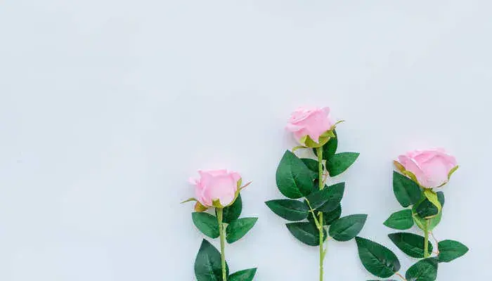 粉玫瑰花的花语 粉玫瑰花的花语是什么