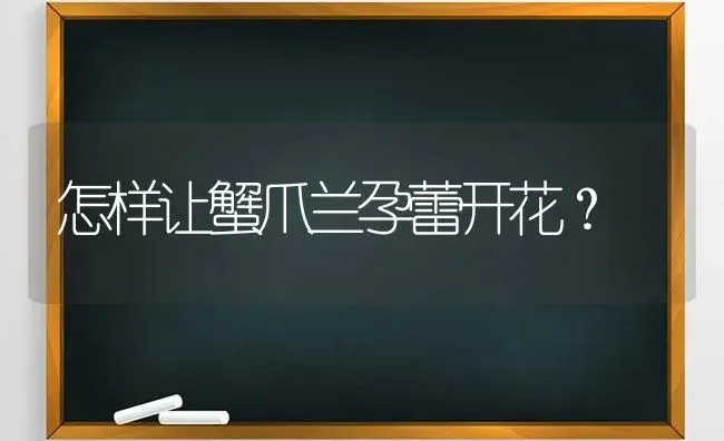 怎样让蟹爪兰孕蕾开花？ | 多肉养殖