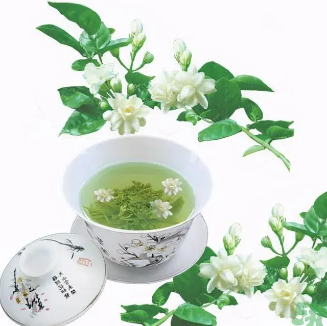 茉莉花最早起源？