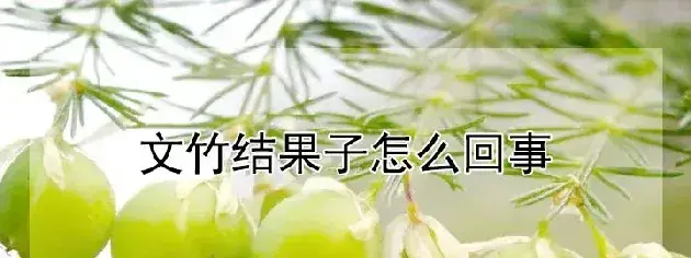 文竹结果子怎么回事