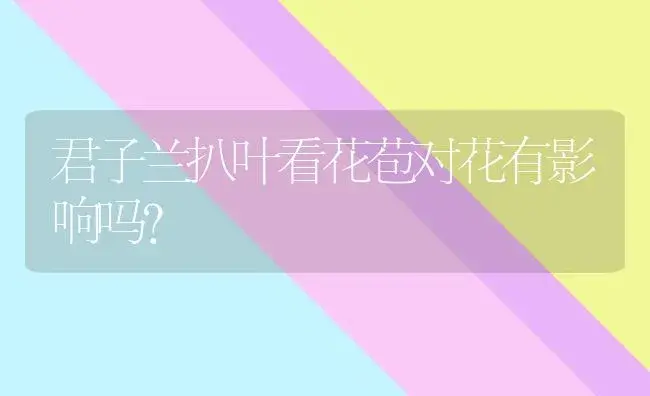 君子兰扒叶看花苞对花有影响吗？ | 绿植常识