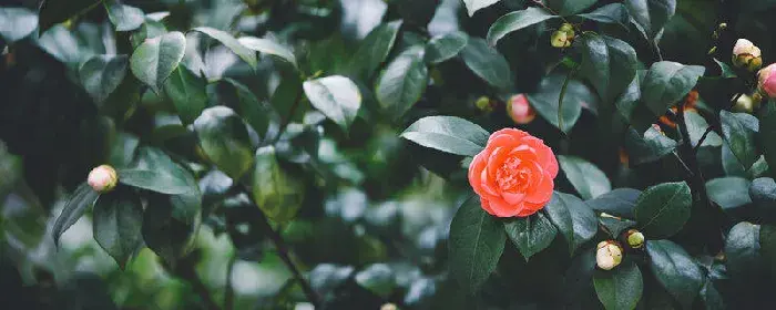 山茶花花语 山茶花的花语是什么