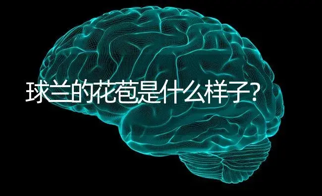 球兰的花苞是什么样子？ | 绿植常识