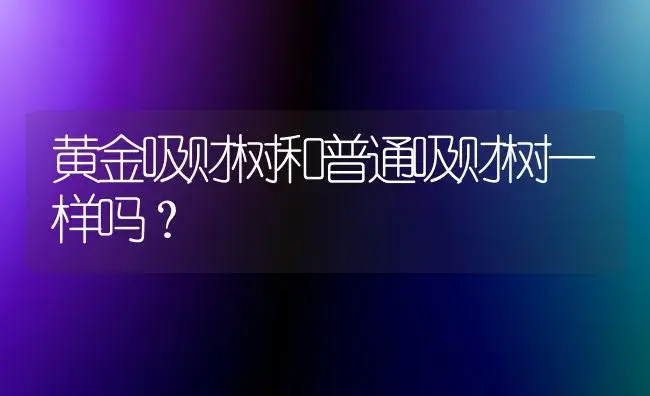 黄金吸财树和普通吸财树一样吗？ | 多肉养殖