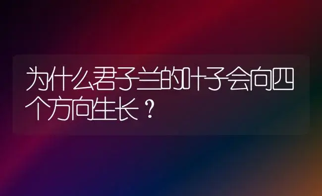 为什么君子兰的叶子会向四个方向生长？ | 绿植常识