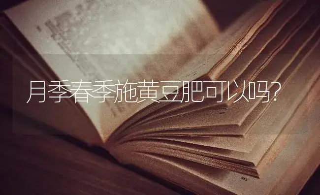月季春季施黄豆肥可以吗？ | 绿植常识