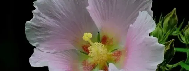 芙蓉花的养殖方法