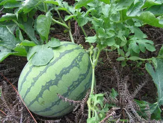 无籽西瓜的高效种植技术