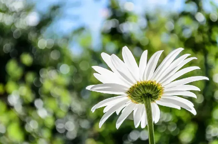 洋甘菊花语