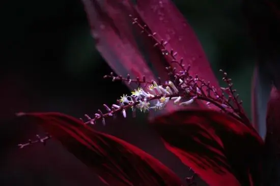 红叶朱蕉开花吗，红叶朱蕉的花语及寓意/11月开花花期长