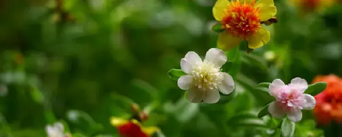 太阳花的花语和寓意