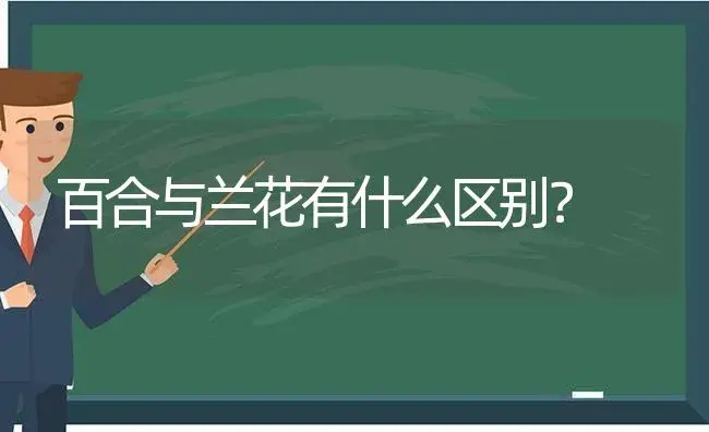 百合与兰花有什么区别？ | 绿植常识