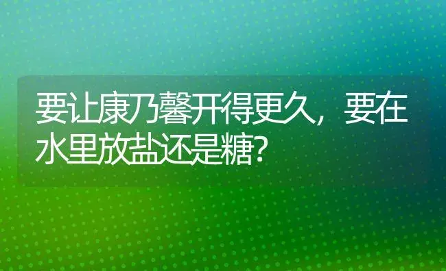 要让康乃馨开得更久，要在水里放盐还是糖？ | 绿植常识