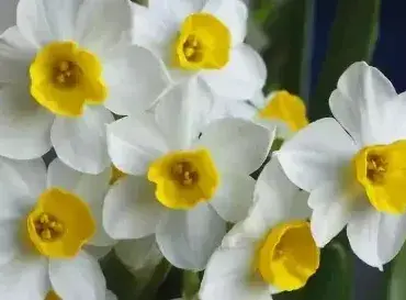 情人节送玫瑰？还有这些花可选！