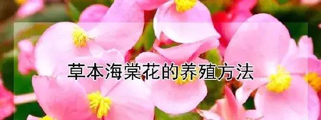 草本海棠花的养殖方法