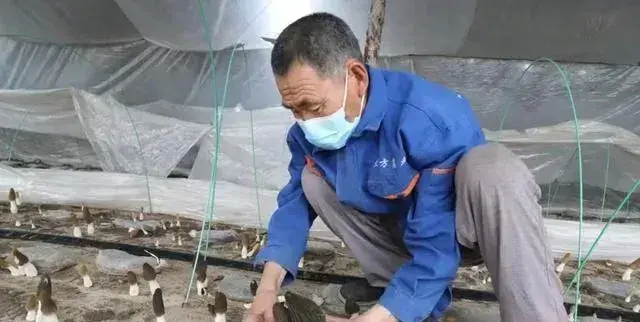 吉林梨树县北方农民种养殖专业合作社：羊肚菌助力乡村振兴 让更多百姓腰包鼓起来