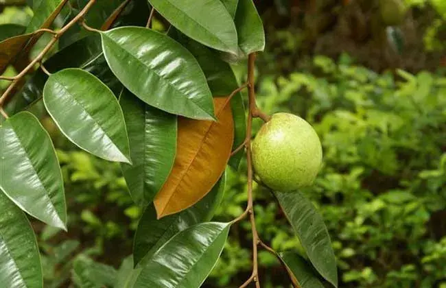 金星果的种植技术