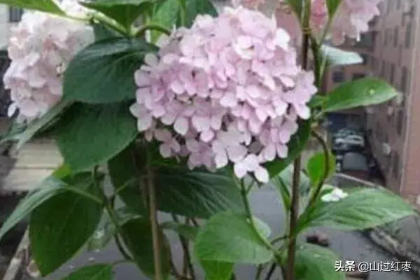 绣球花怎么养？