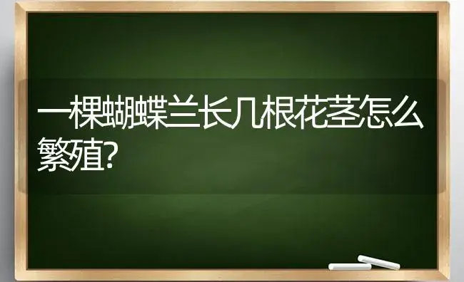 一棵蝴蝶兰长几根花茎怎么繁殖？ | 绿植常识