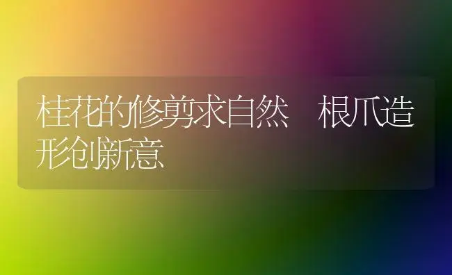 桂花的修剪求自然 根爪造形创新意 | 家庭养花