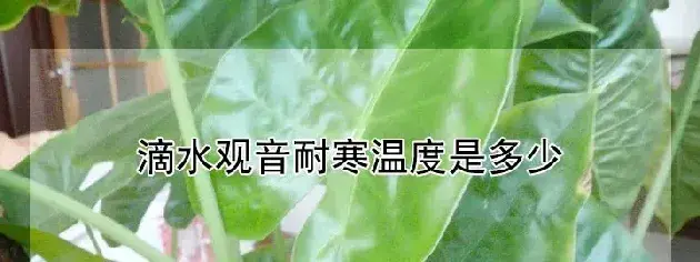 滴水观音耐寒温度是多少