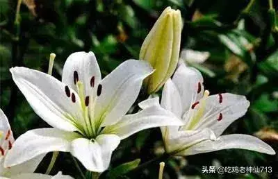 百合花24小时以内什么时候开花？