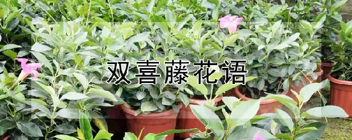 双喜藤花语