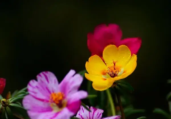 半支莲什么时候开花，半支莲花期多长/5月开花/花语光明