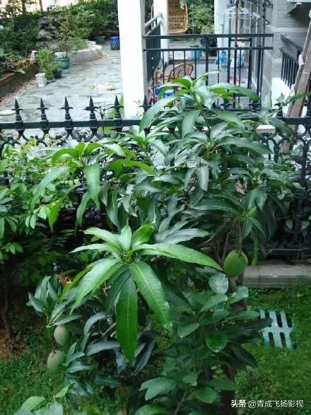 园子背阴地方种什么好？