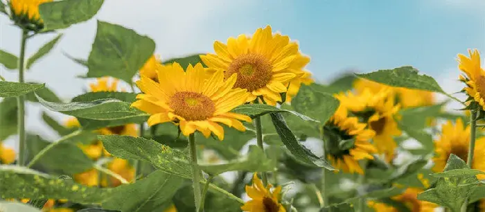 太阳花花语 太阳花的花语