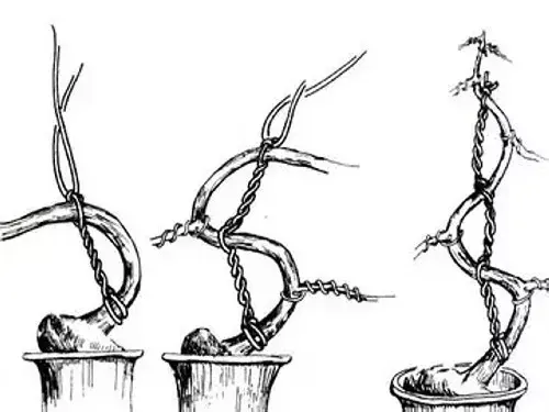 盆栽造型 | 盆景拿弯技术图解