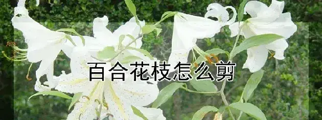 百合花枝怎么剪